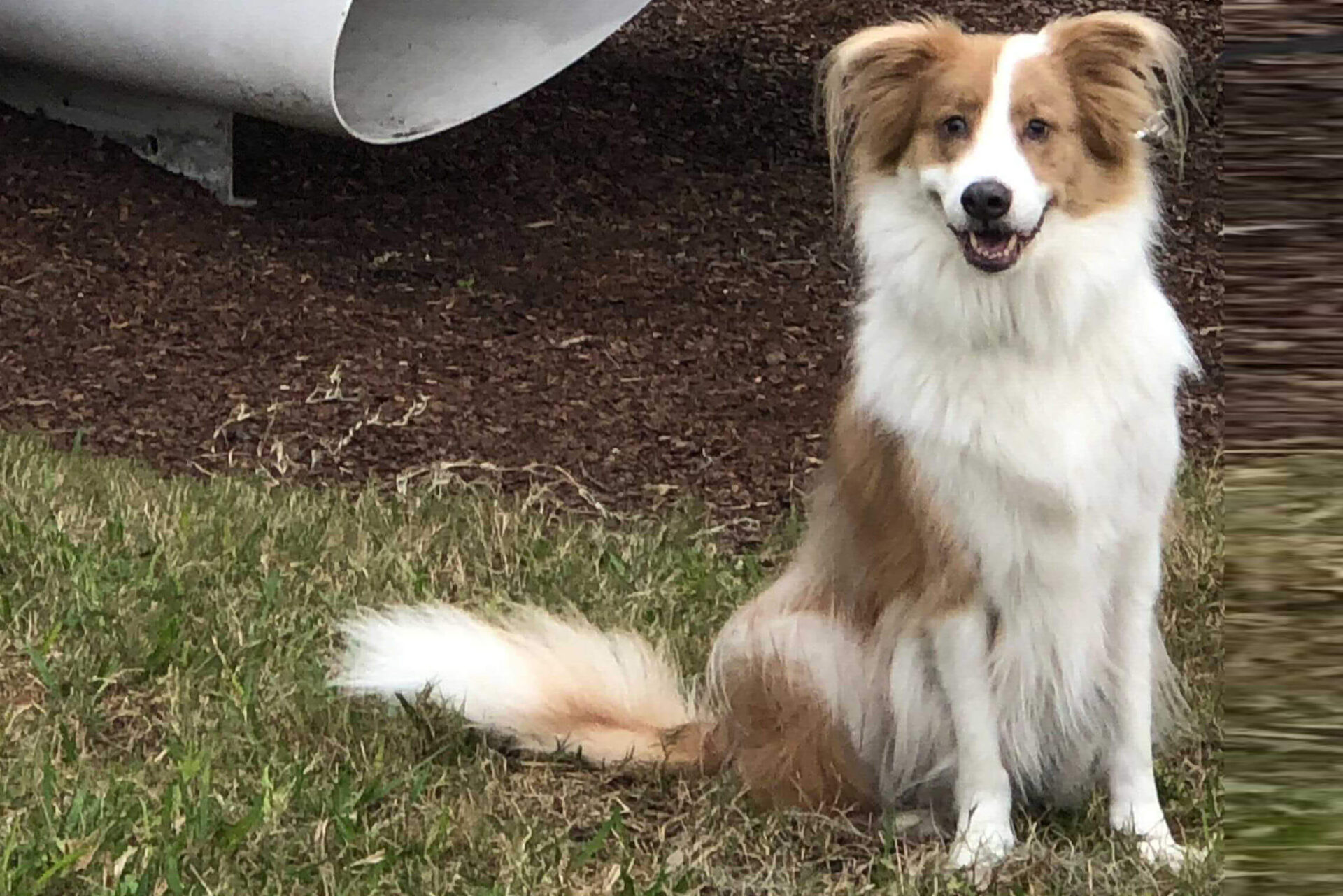 Heather Wilson's Dog